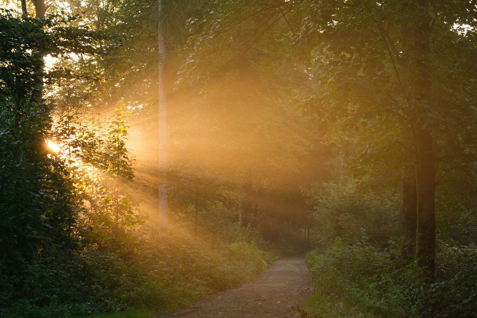 Light falling through trees onto a woodland path