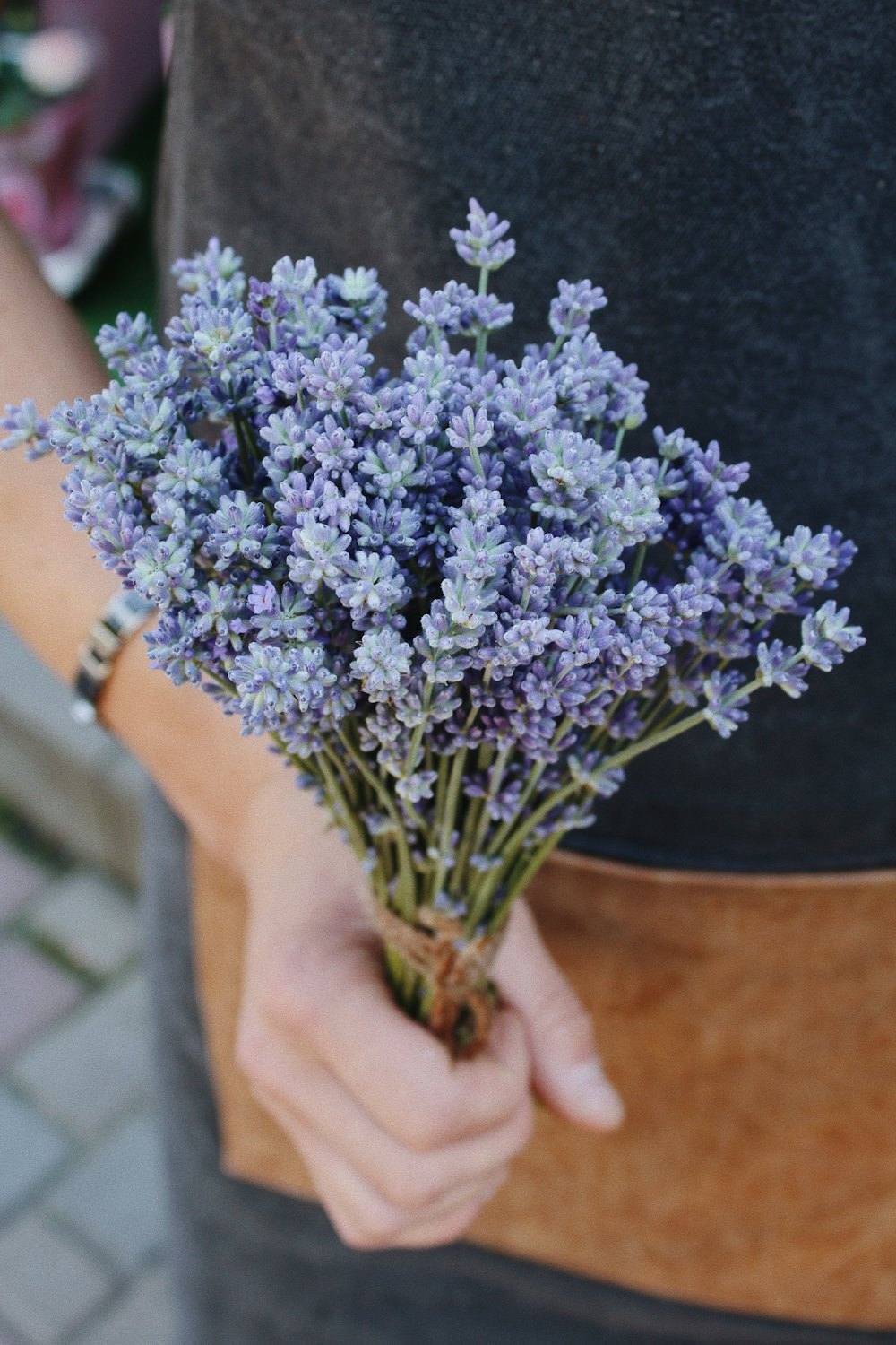 Hands holding a fresh bundle of lavender