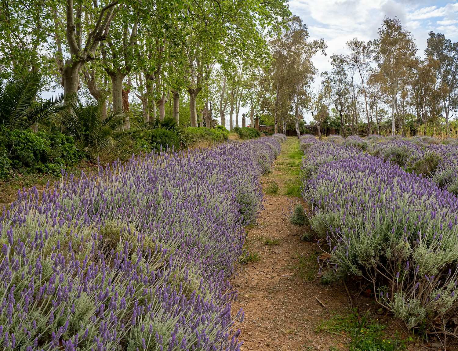 A path between rows of blooming lavender