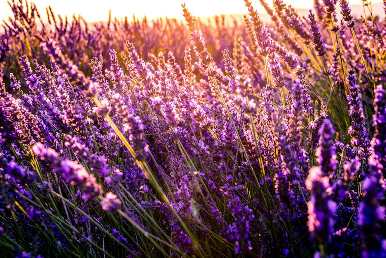 Lavender in warm evening light